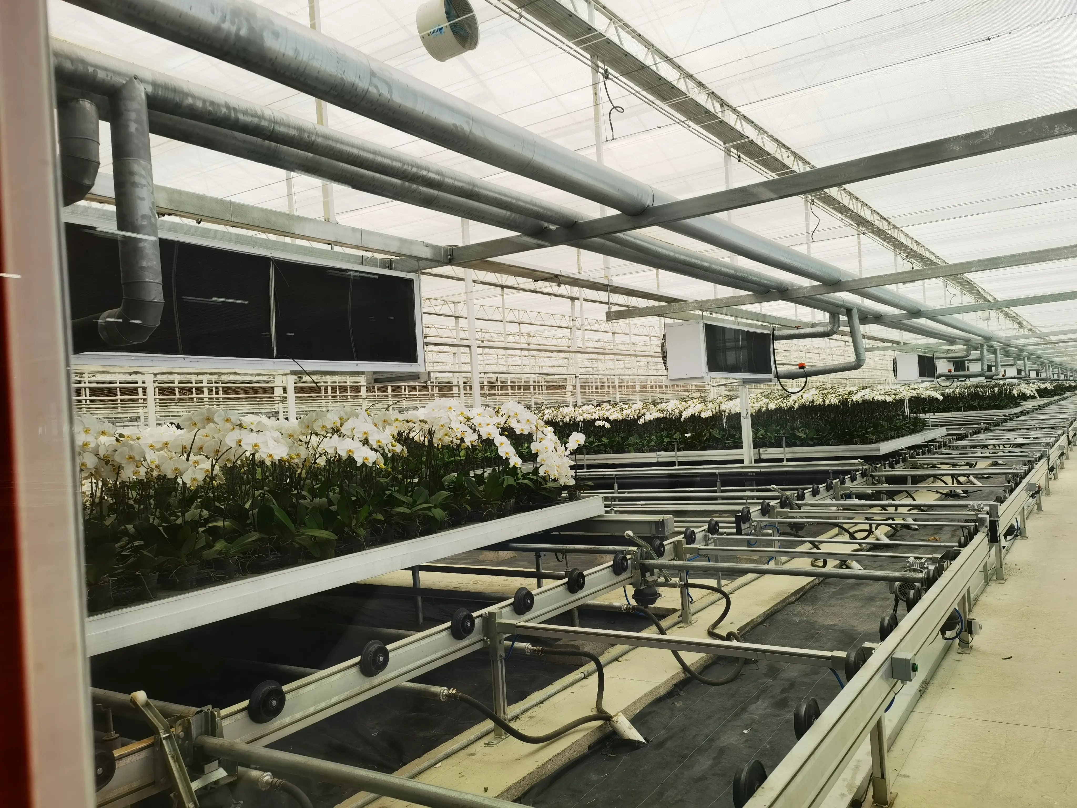 Flowering plants at their base, representing ornamental horticulture in a controlled environment.